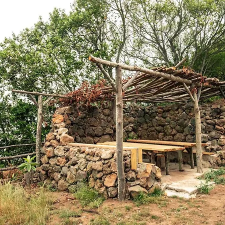 El Pino Centenario 8