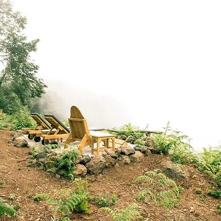 El Pino Centenario 8